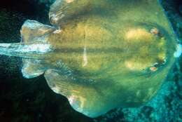 Image of Tortonese's stingray