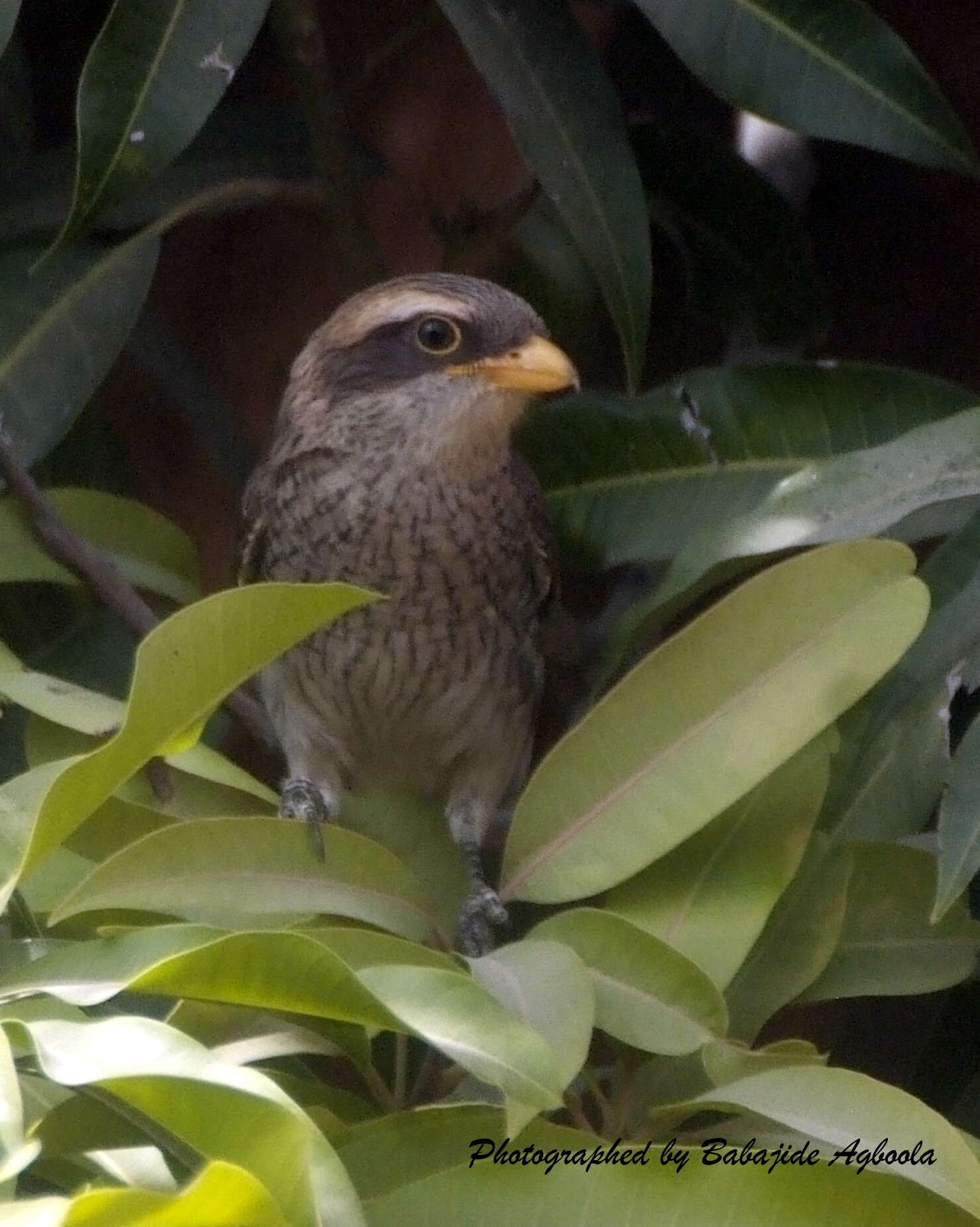 Lanius corvinus resmi