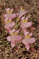 Image of Alstroemeria angustifolia subsp. velutina Ehr. Bayer