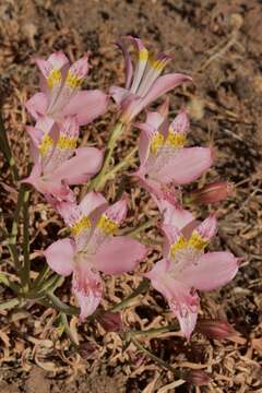 Image of Alstroemeria angustifolia subsp. velutina Ehr. Bayer