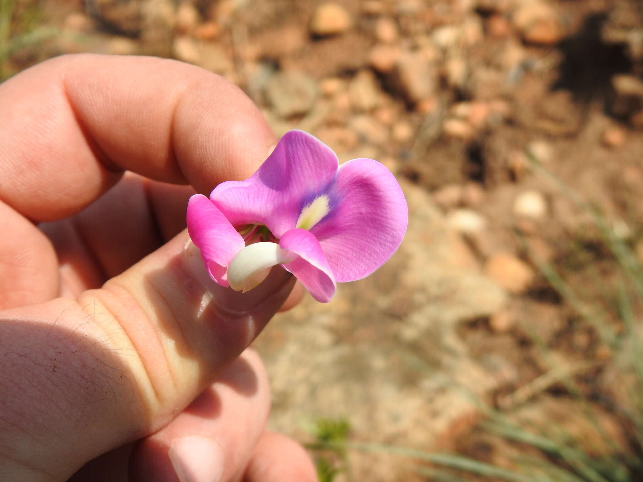 Sphenostylis angustifolia Sond.的圖片