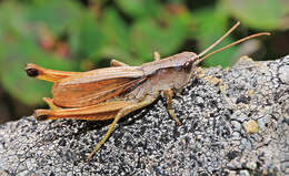 Image of Podismopsis genicularibus (Shiraki 1910)