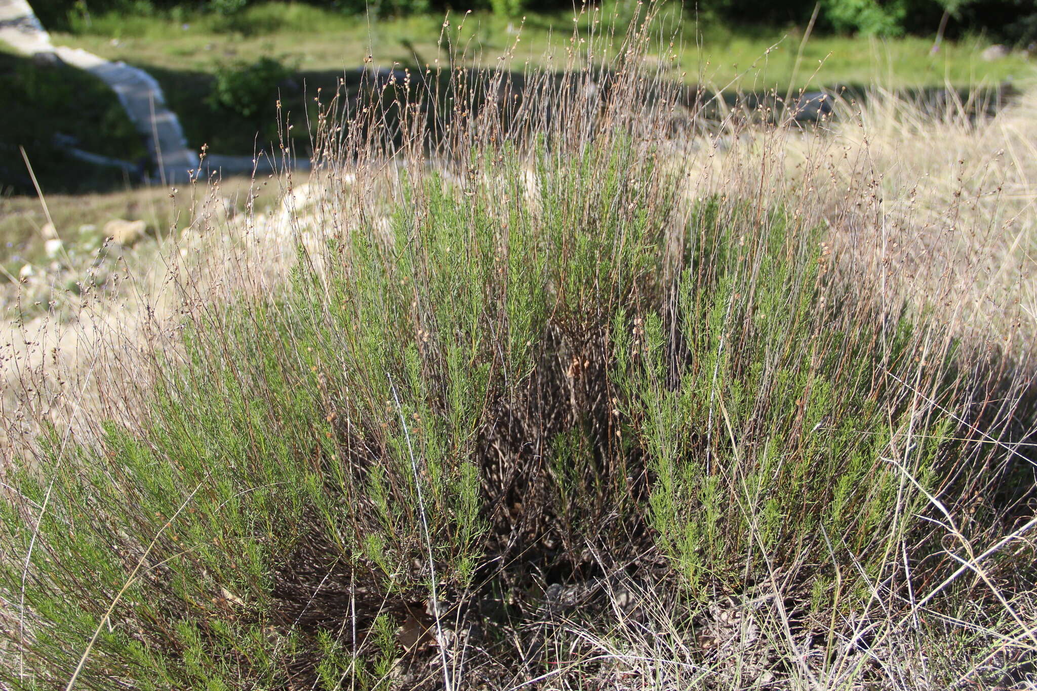 صورة Artemisia salsoloides Willd.