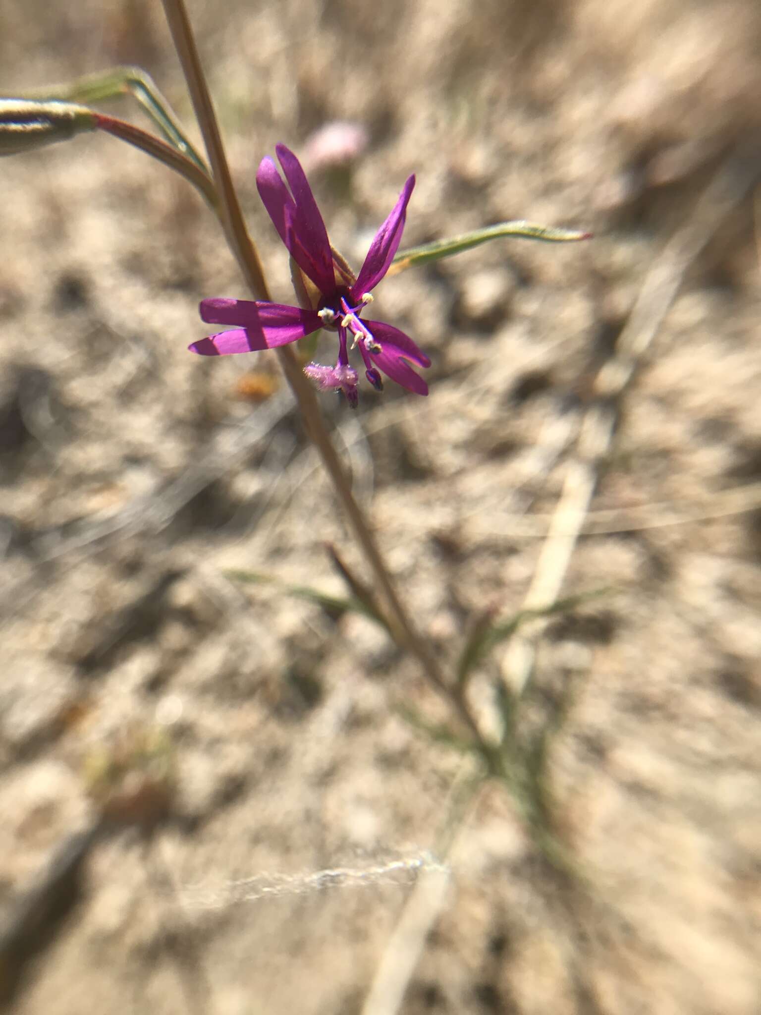 Image de Clarkia xantiana subsp. parviflora (Eastwood) H. Lewis & P. H. Raven