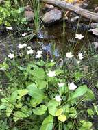 Image of fringed grass of Parnassus