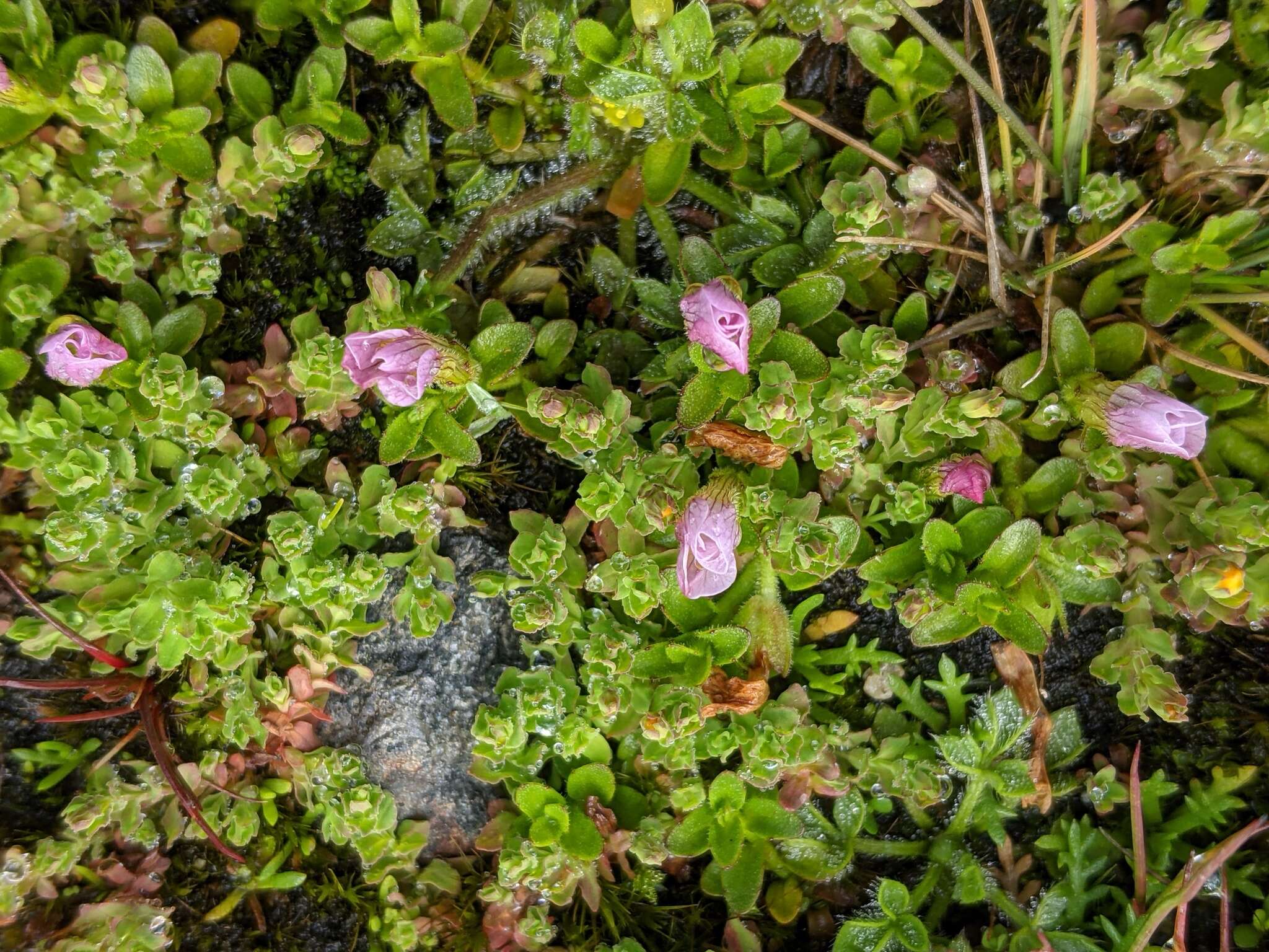 Image de Gratiola pubescens R. Br.