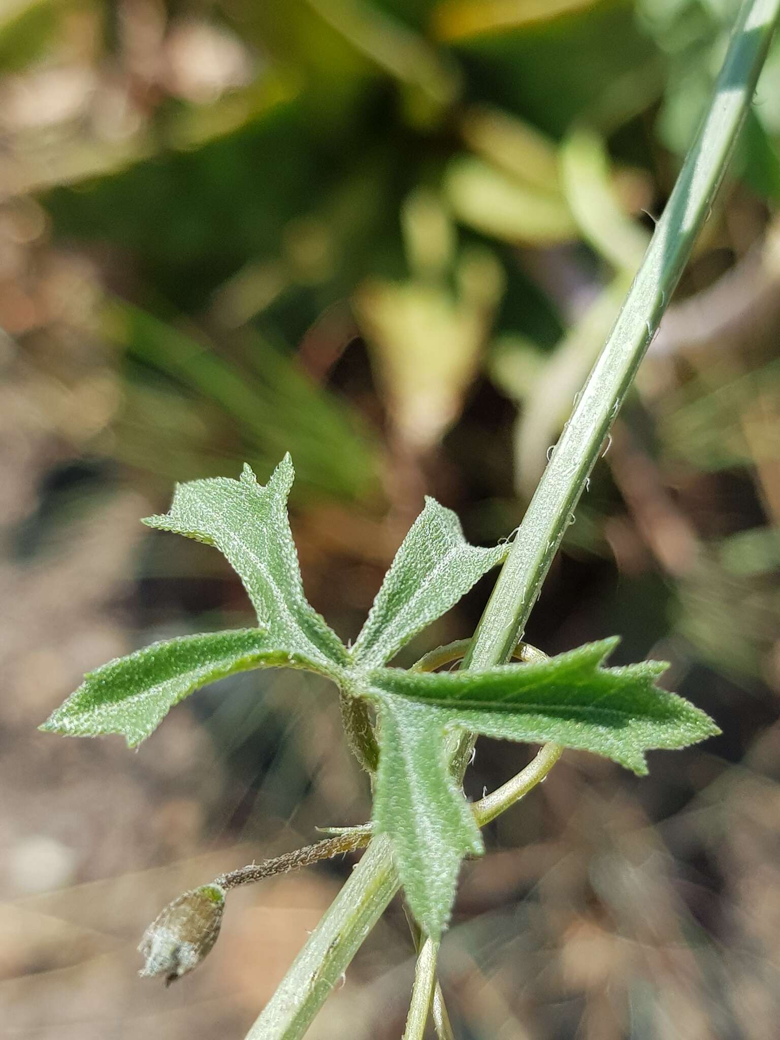 Image of Trochomeria macrocarpa (Sond.) Harv.