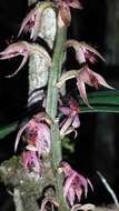 Image de Bulbophyllum reflexiflorum H. Perrier