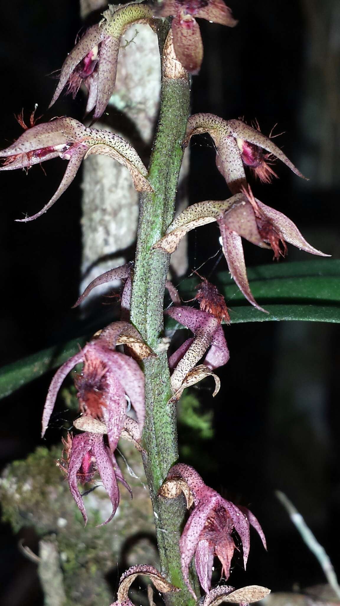 Image of Bulbophyllum reflexiflorum H. Perrier