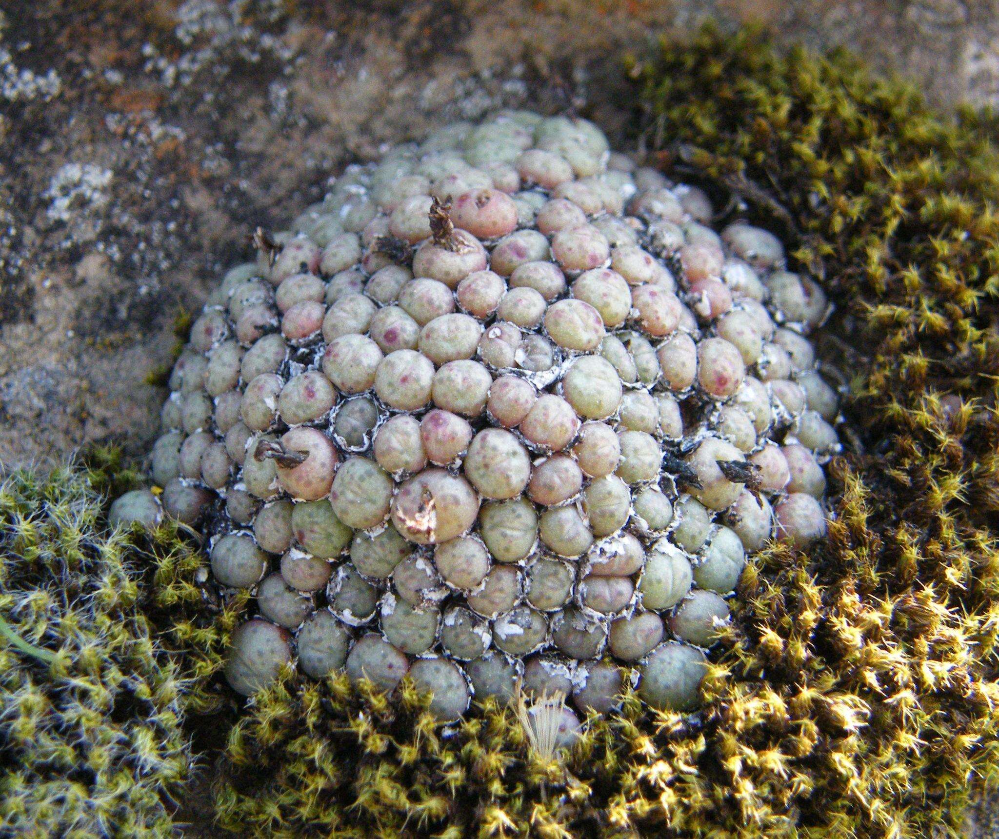 Image of Conophytum piluliforme subsp. piluliforme