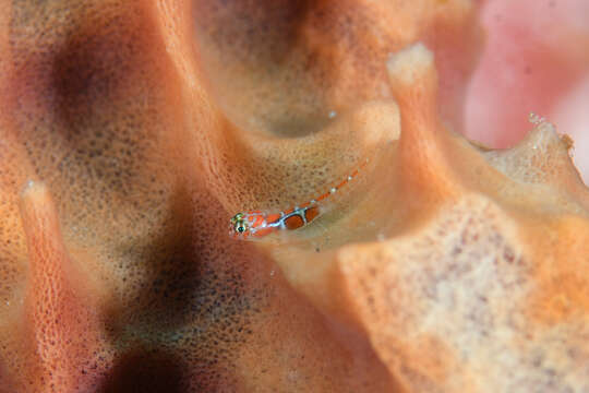 صورة Tigrigobius dilepis (Robins & Böhlke 1964)