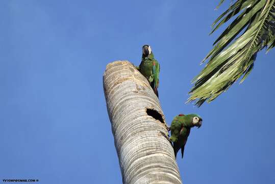 Image of Chestnut-fronted Macaw