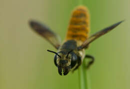 Imagem de Megachile takaoensis Cockerell 1911