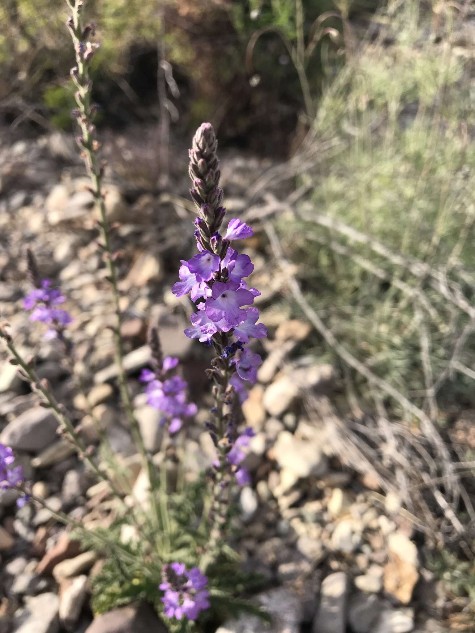 Sivun Verbena neomexicana (A. Gray) Briq. kuva