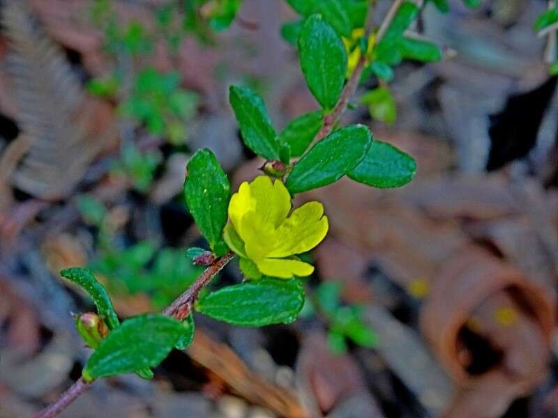 Image of Hibbertia empetrifolia subsp. empetrifolia