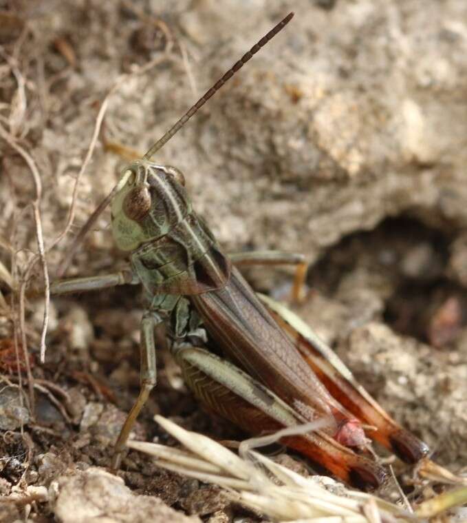 Image of Omocestus (Dreuxius) antigai (Bolívar & I. 1897)