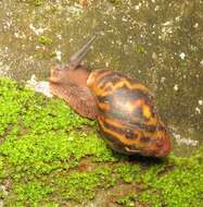 Image de Archachatina marginata (Swainson 1821)