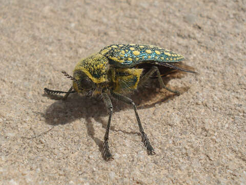 Image of <i>Julodis <i>euphratica</i></i> euphratica