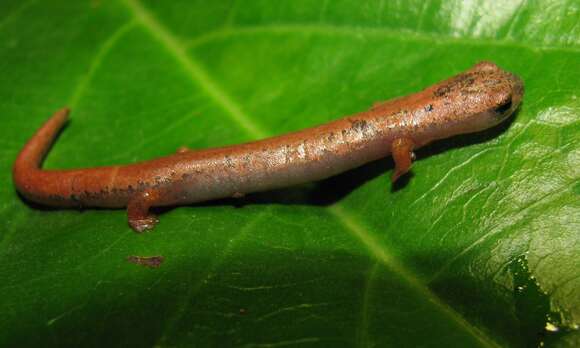 Image of Common Dwarf Salamander