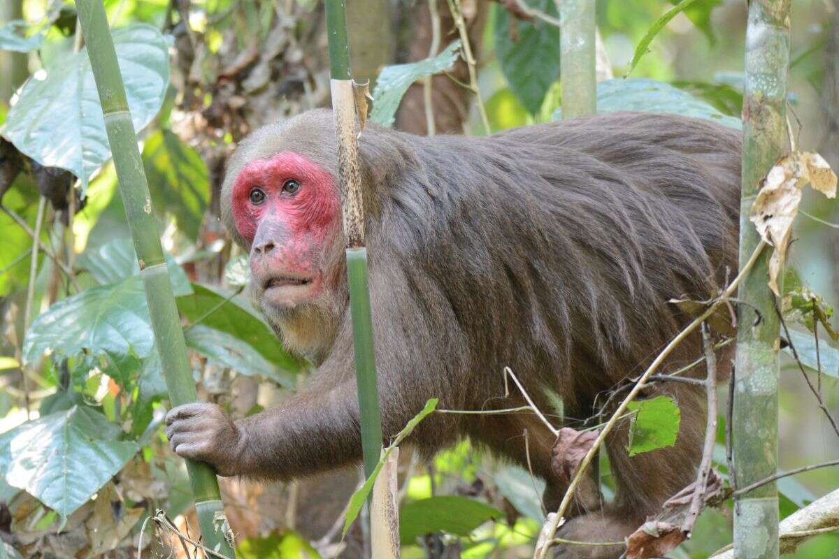 Слика од Macaca arctoides (I. Geoffroy Saint-Hilaire 1831)