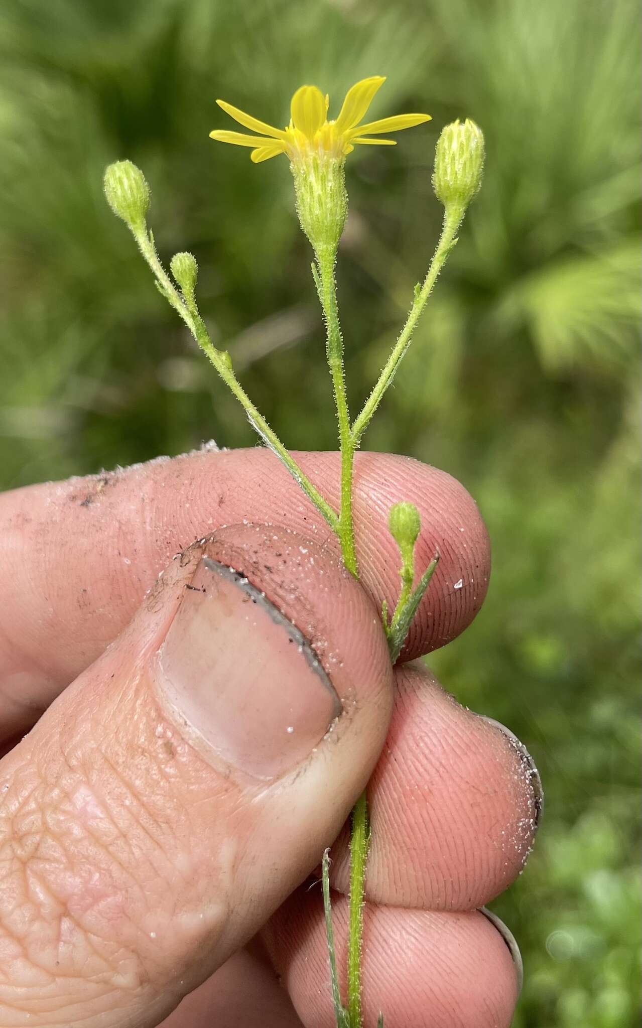 Image of Carolina silkgrass