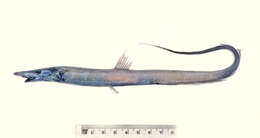 Image of Allied halosaur