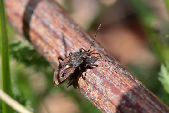 Image of Rhyparochromus (Rhyparochromus) phoeniceus (Rossi 1794)