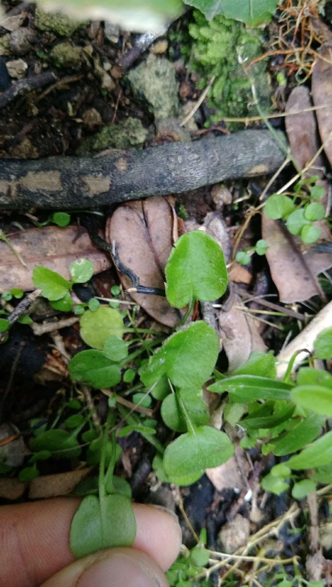 Imagem de Myosotis spathulata Forst. fil.