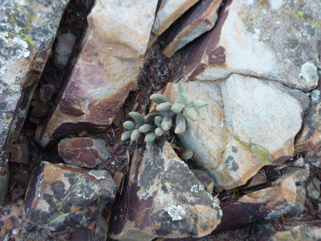 Image of Adromischus filicaulis subsp. marlothii (Schönl.) Tölken