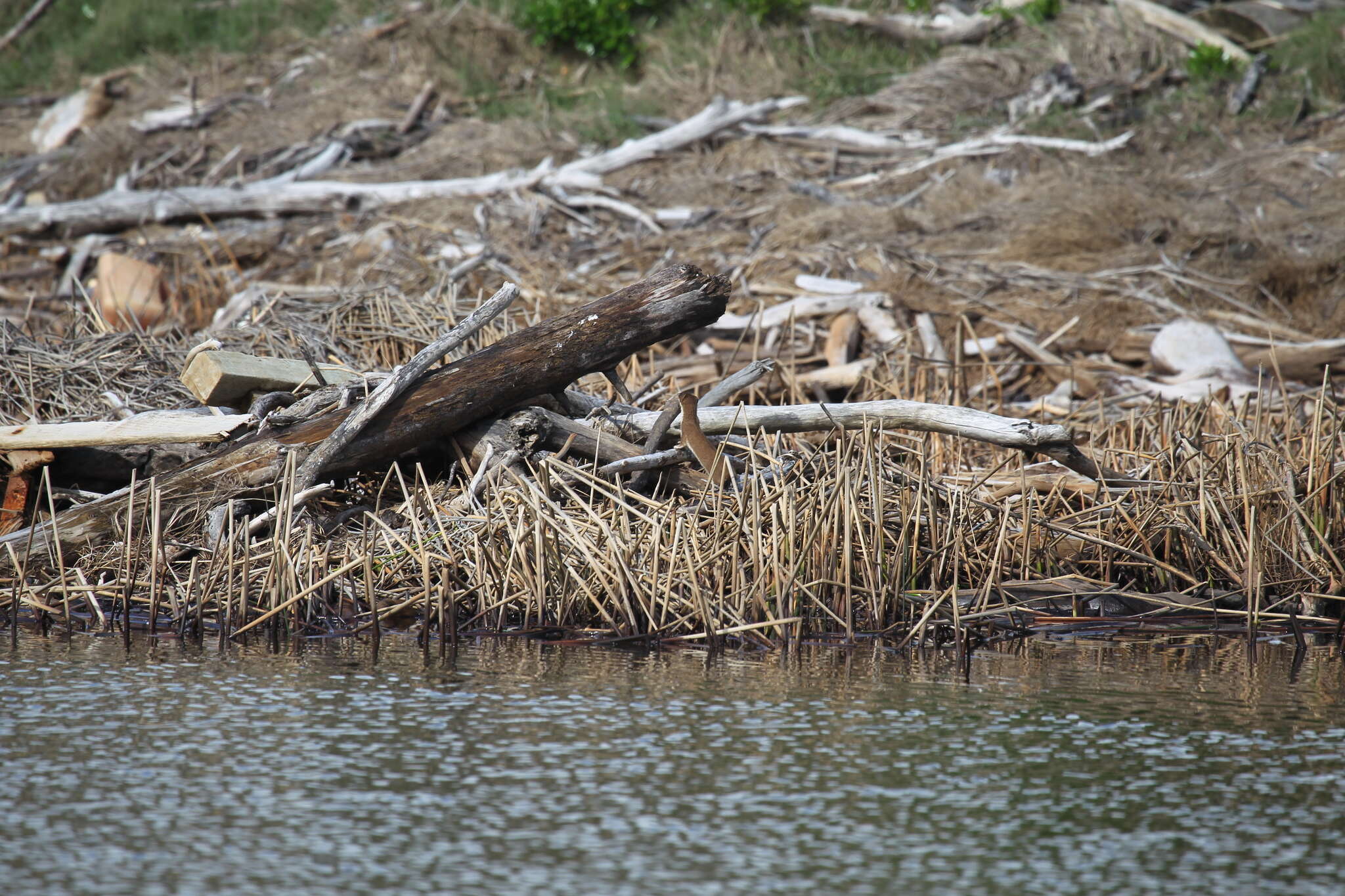 Image de Tayra, Grison, Ratel, Martres, Belettes, Hermine