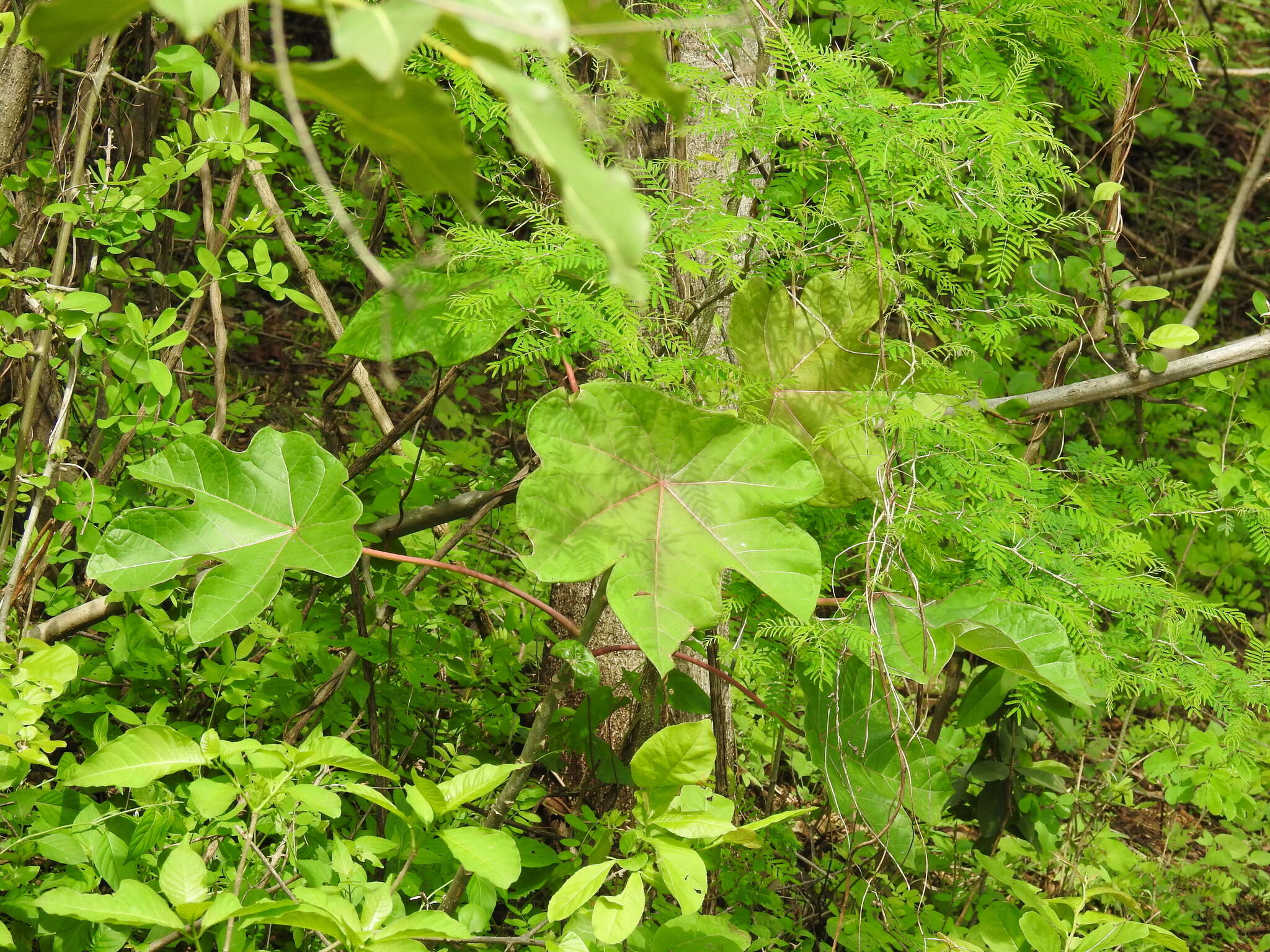 Image of Jatropha peltata Sessé