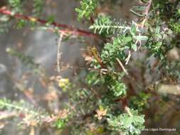 Слика од Salix taxifolia Kunth