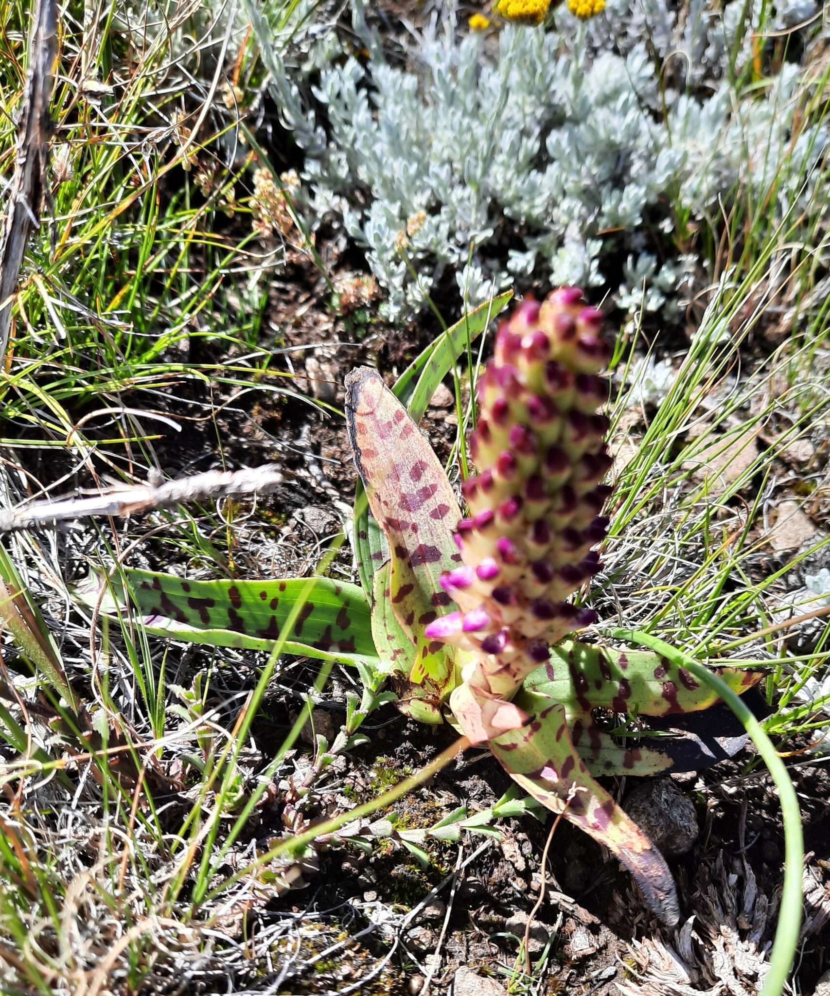 Image of Disa fragrans Schltr.