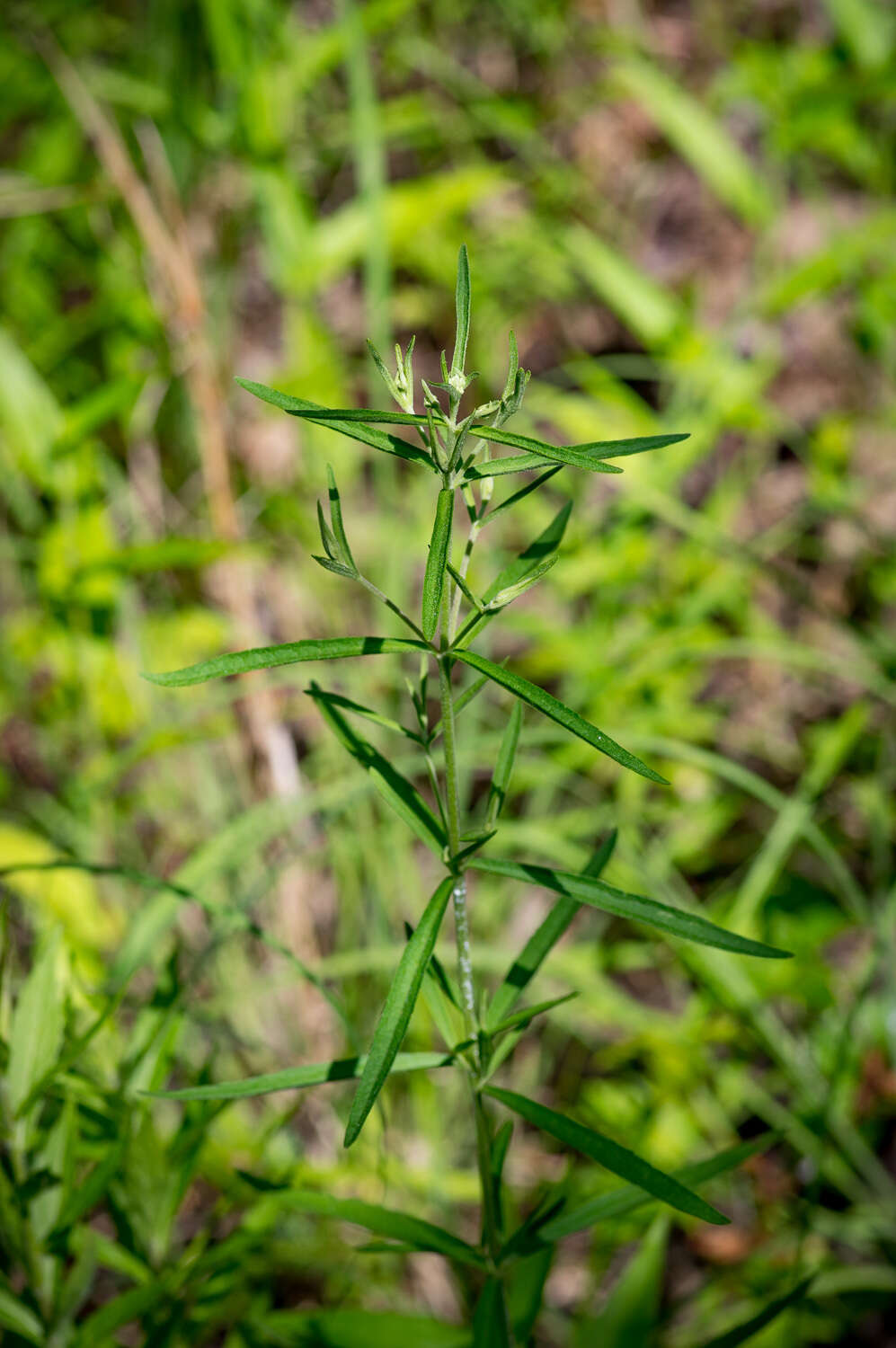 Image of hyssopleaf thoroughwort