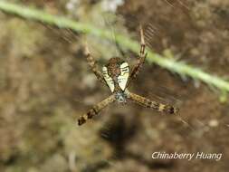 Image of Argiope perforata Schenkel 1963