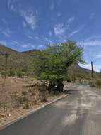 Image de Prosopis chilensis (Molina) Stuntz