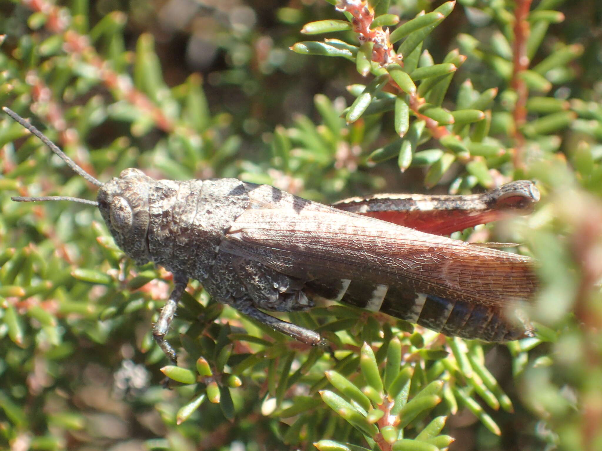 Image of Cirphula pyrrhocnemis (Stål 1861)