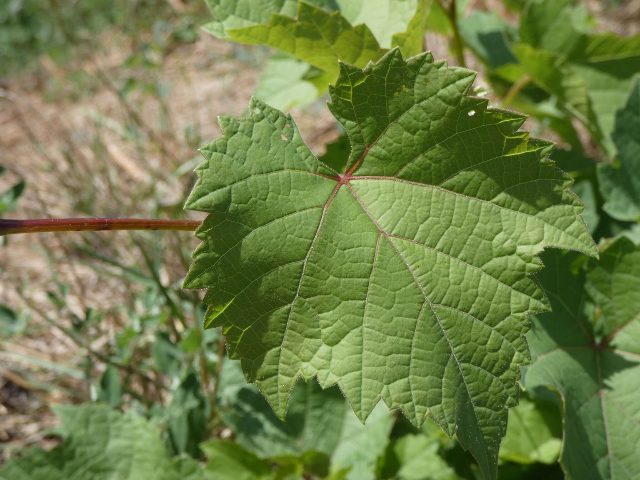 Image of Vitis instabilis Ardenghi, Galasso, Banfi & Lastrucci