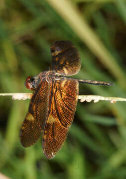 Слика од Rhyothemis obsolescens Kirby 1889