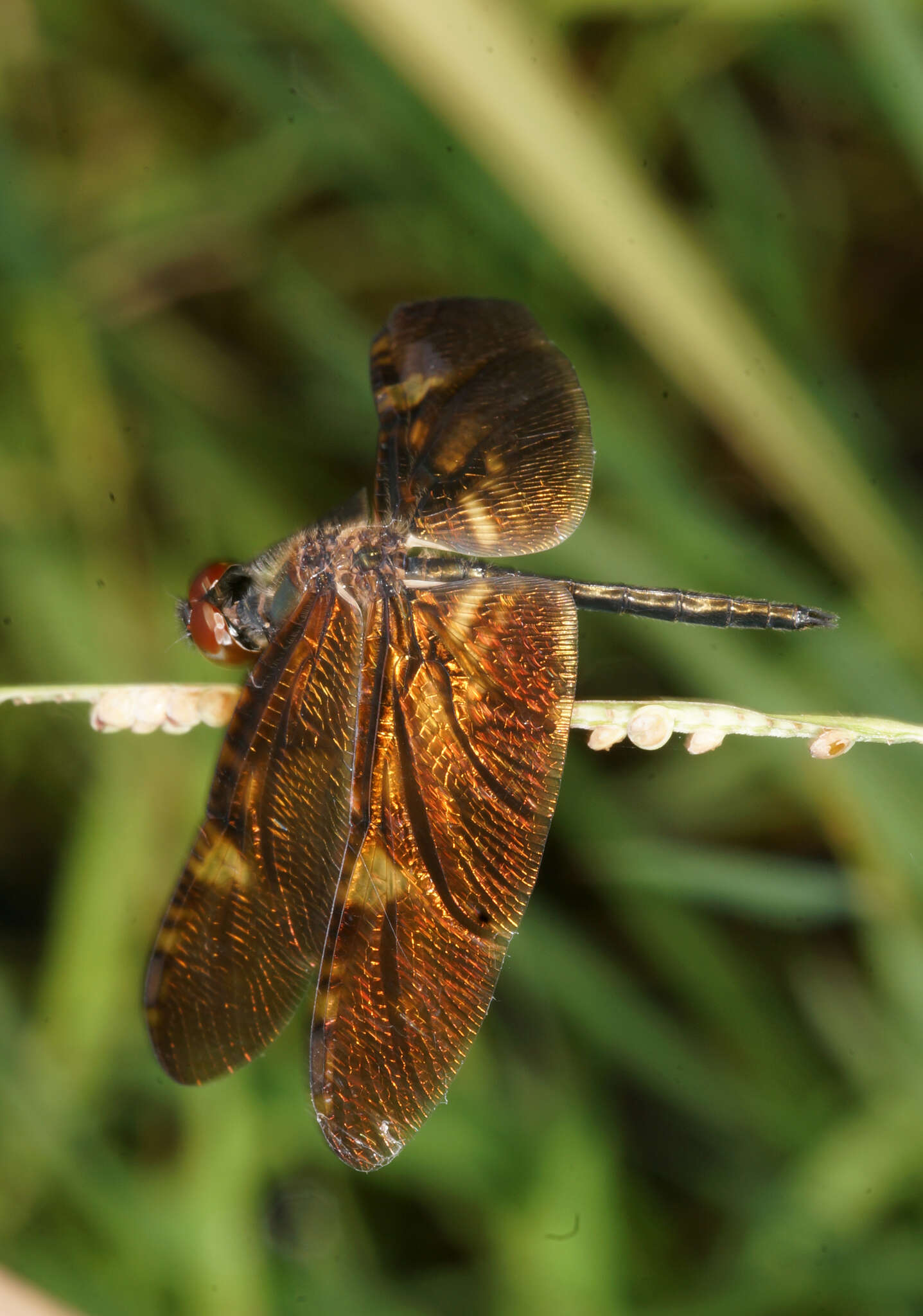 Слика од Rhyothemis obsolescens Kirby 1889