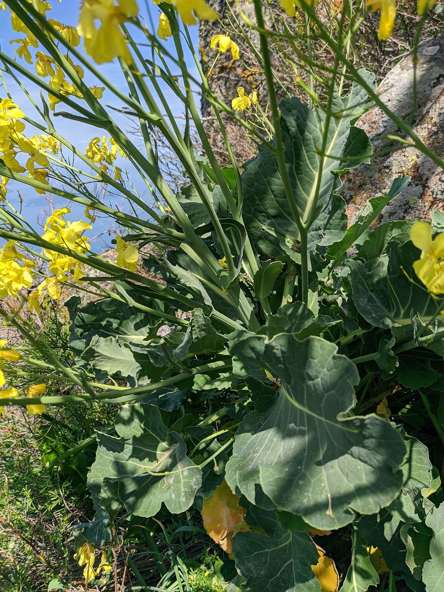 Imagem de Brassica incana Ten.