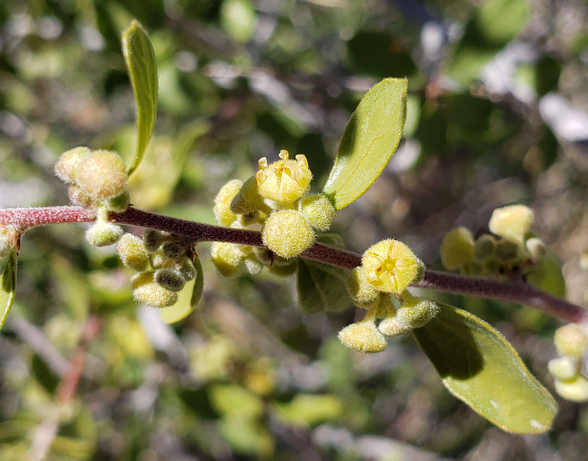 صورة Colubrina californica I. M. Johnst.