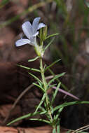 Imagem de Barleria hirta Oberm.