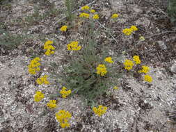 Achillea micrantha Willd. resmi