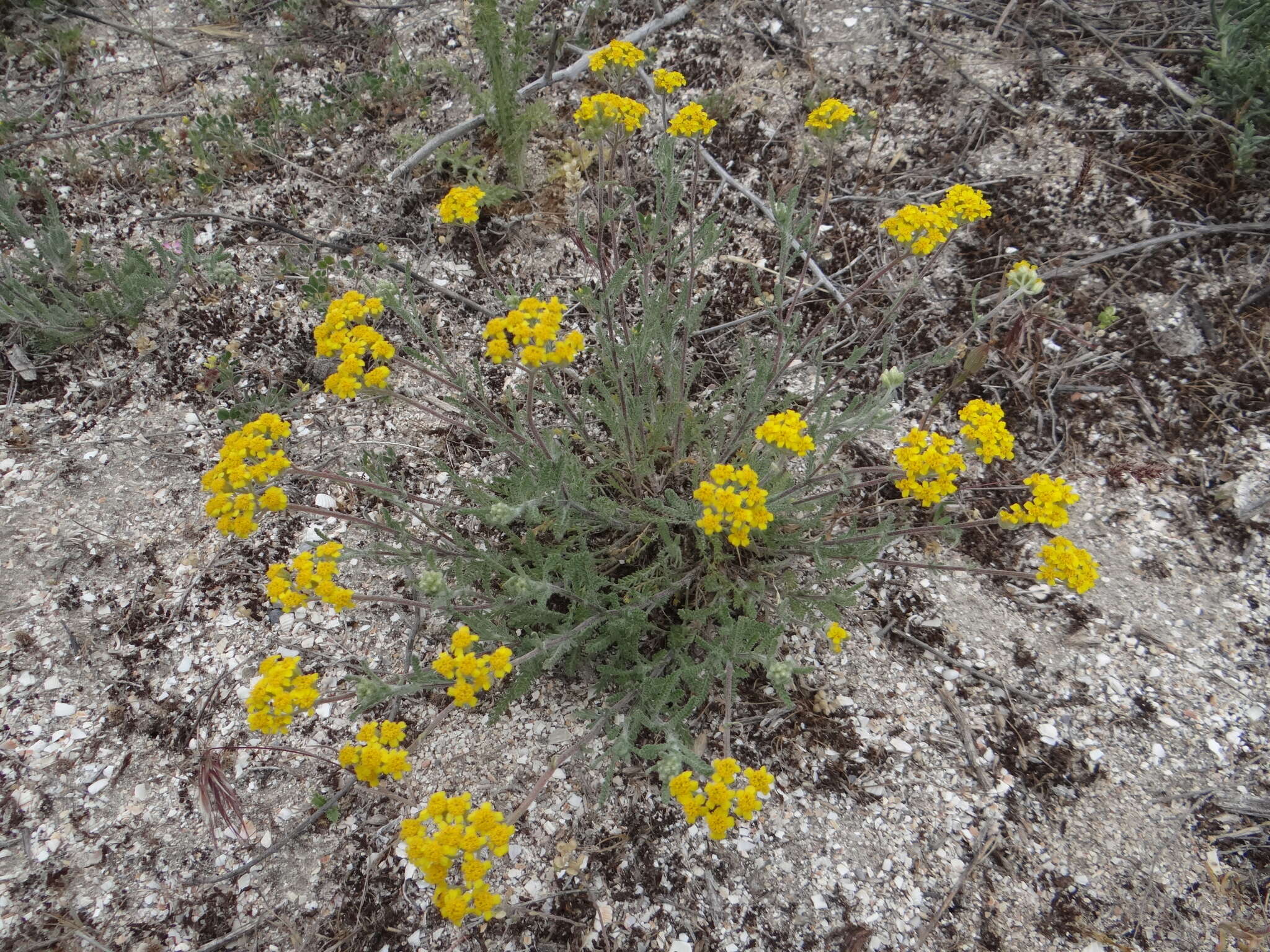 Image of Achillea micrantha Willd.