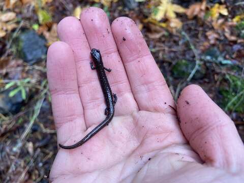 Image of Oregon Slender Salamander