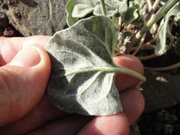 Image de Eriogonum deflexum var. baratum (Elmer) Reveal