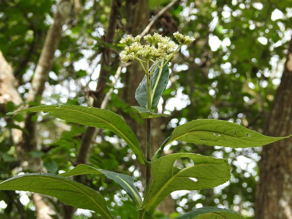 Image of Desmanthodium perfoliatum Benth.