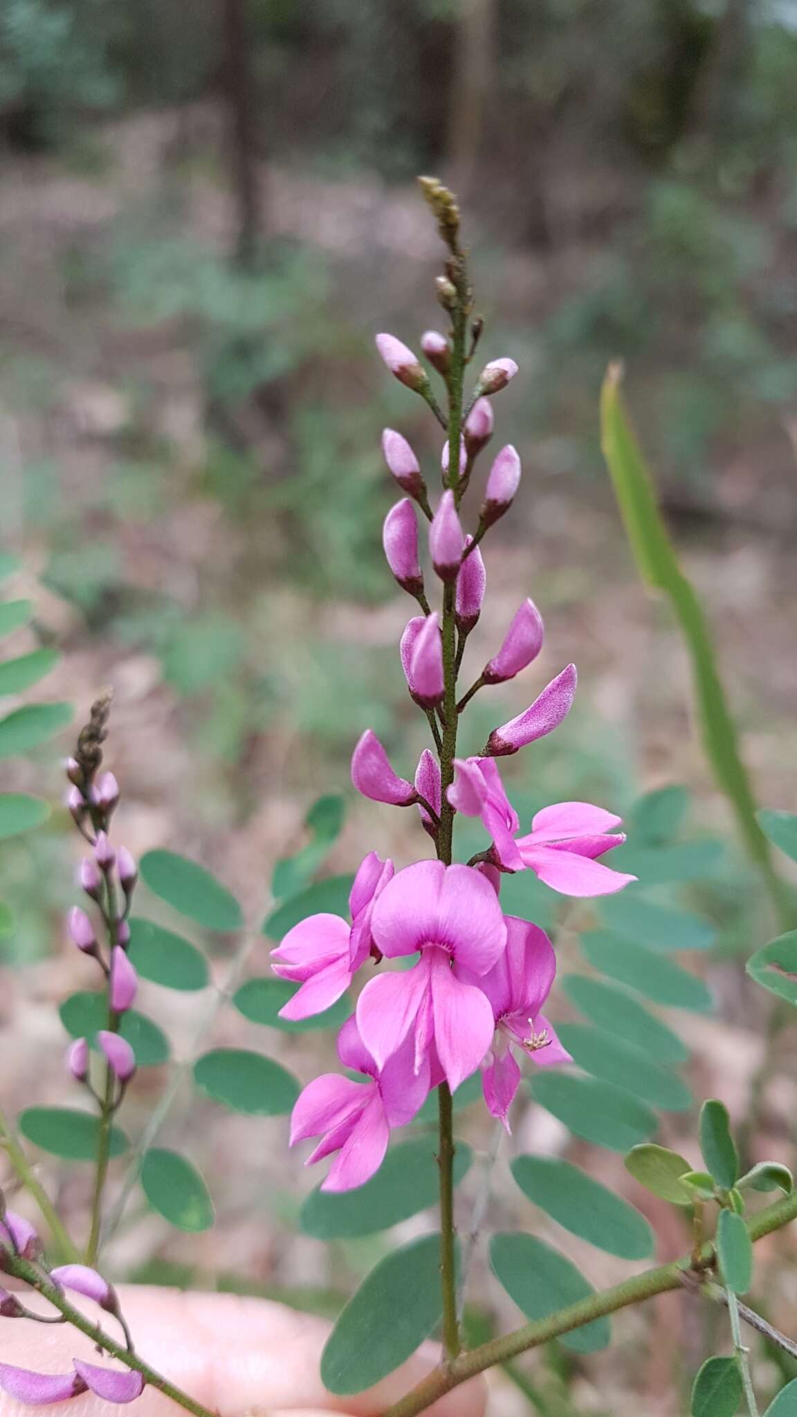 Image de Indigofera australis Willd.