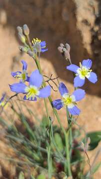 Image of Heliophila schulzii Marais